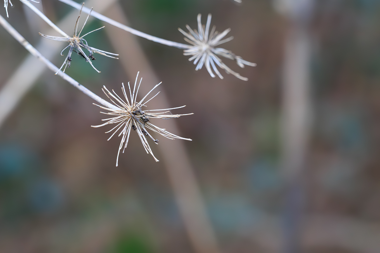 Riesen-B&auml;renklau [Heracleum Sphondylium canadensis]
