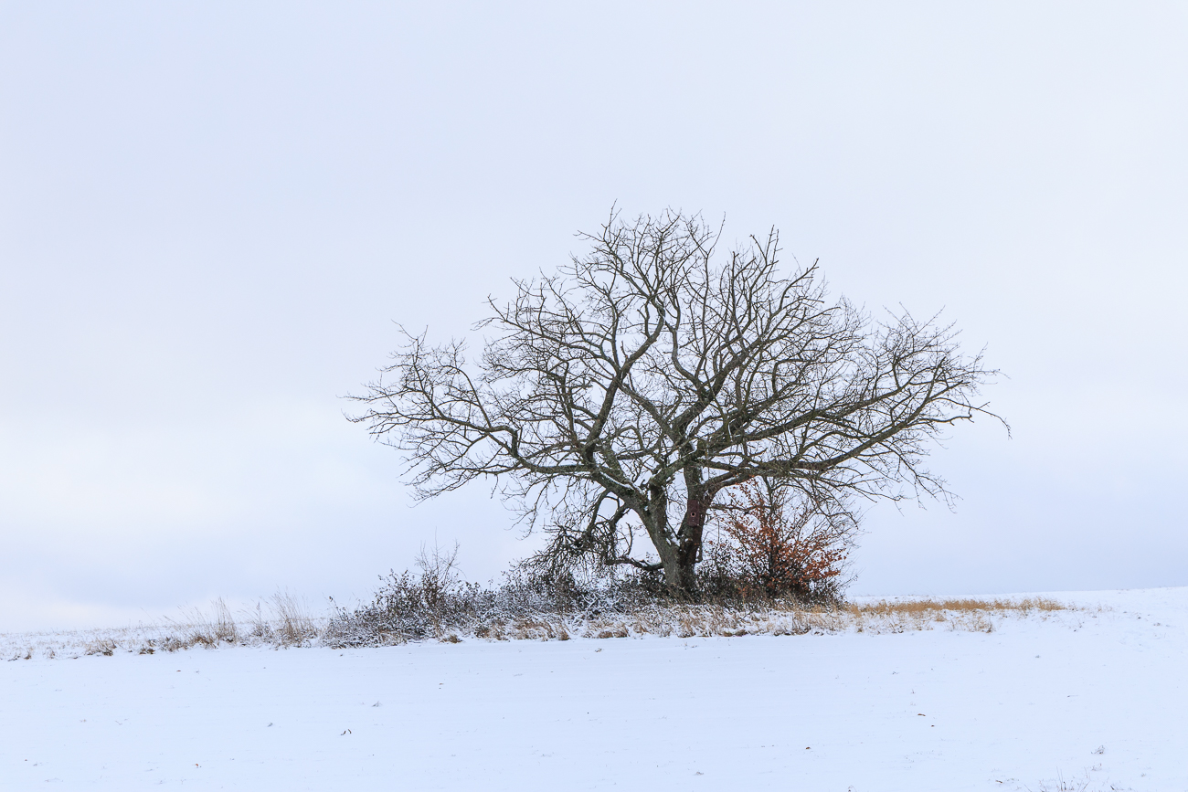 Einsamer Baum