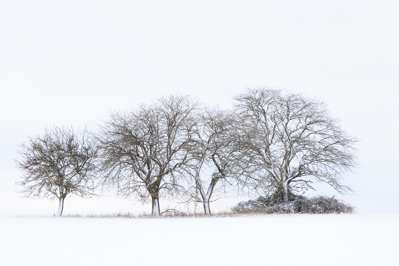 Baumgruppe im Schnee
