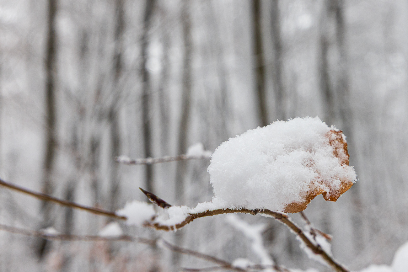 Frisch gefallener Schnee ...