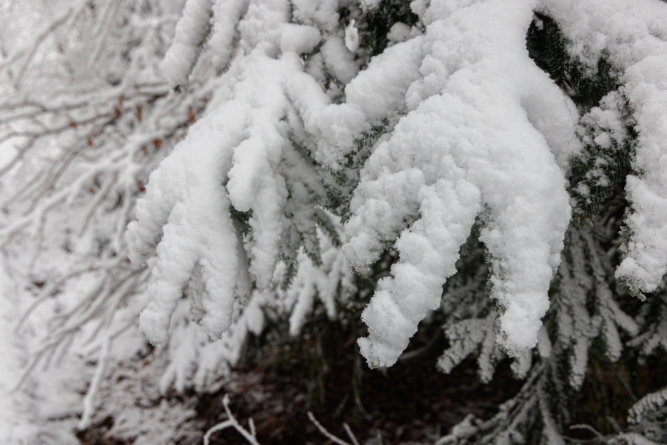 ... so wie an diesem Nadelbaum