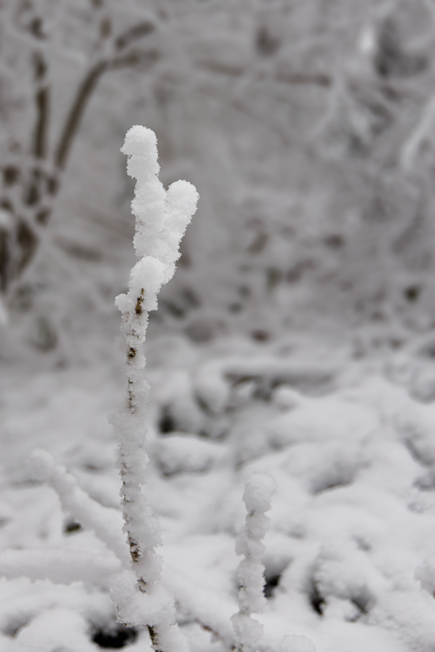 Pappschnee auf den &Auml;sten