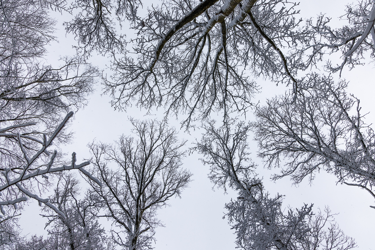 Blick in den tr&uuml;ben Himmel