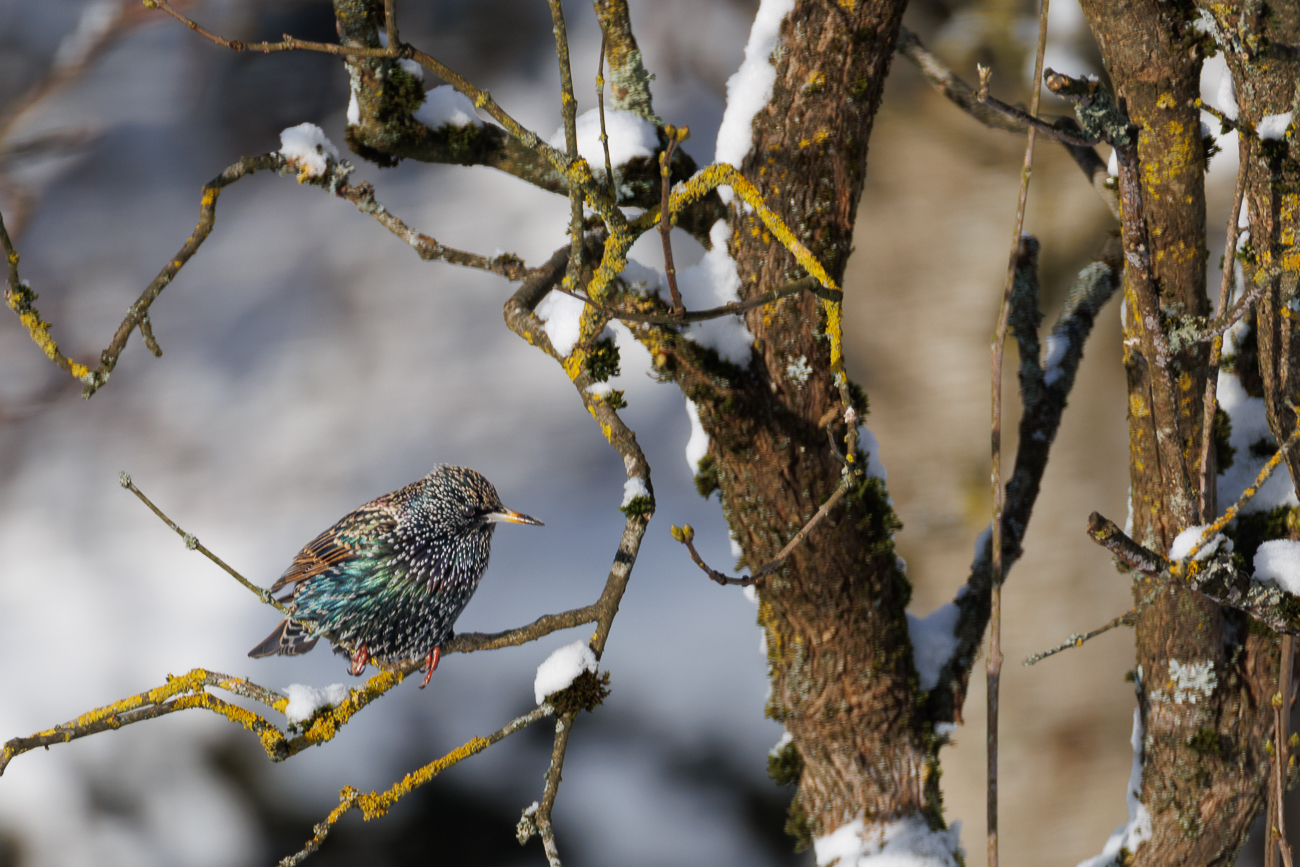 Der Star wird wohl noch etwas hungern m&uuml;ssen :-(