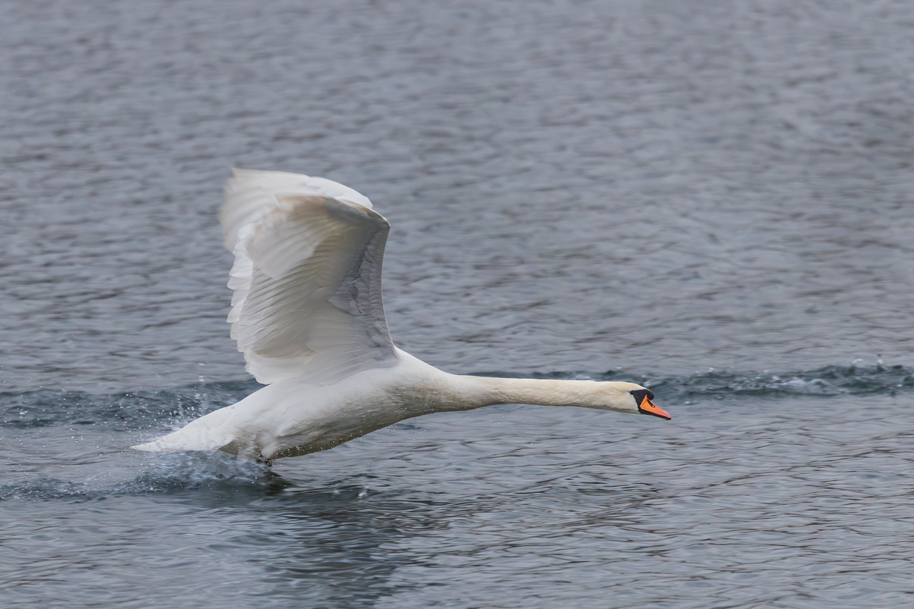 ... und die Territorien werden gegen Eindringlinge verteidigt