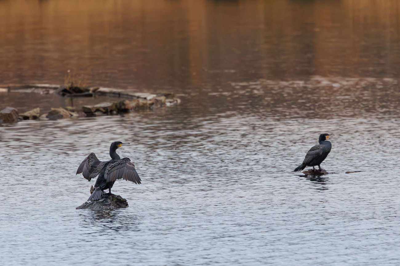 Kormoran [Phalacrocorax carbo]