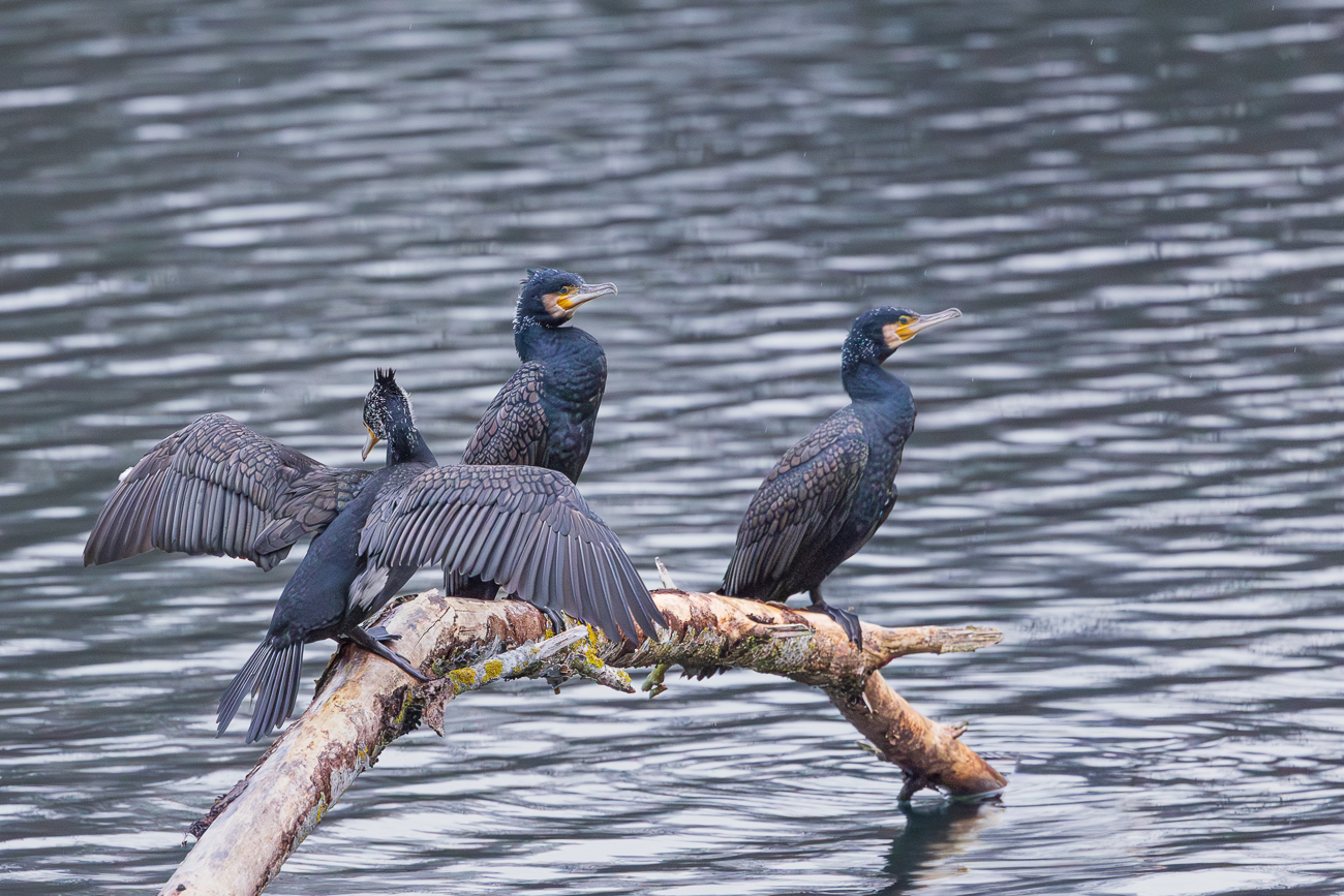 ... das Gefieder gepflegt ...