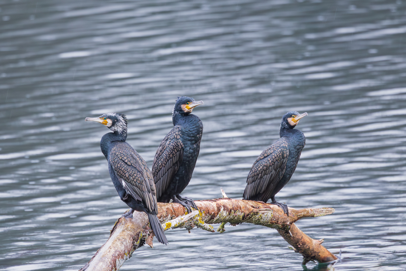 ... und das getan, was Kormorane so tun ;-)