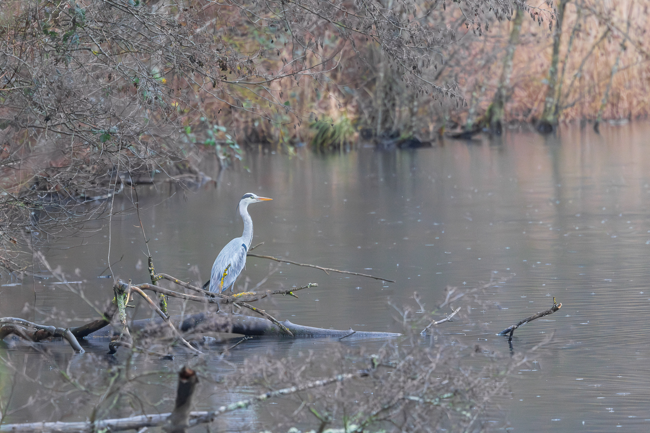 Graureiher [Ardea cinerea]