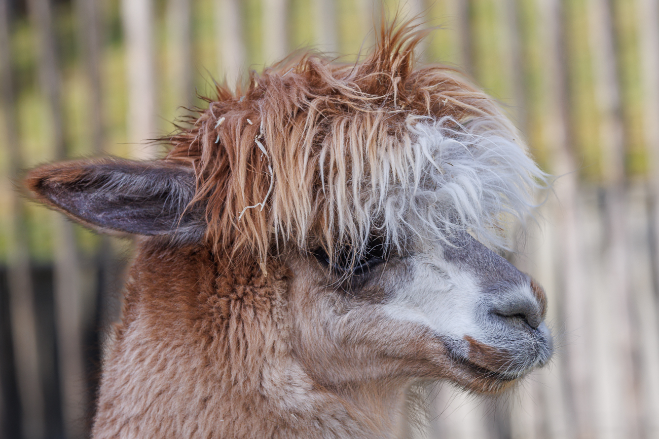 Ob es durch die Haare noch gut sieht?