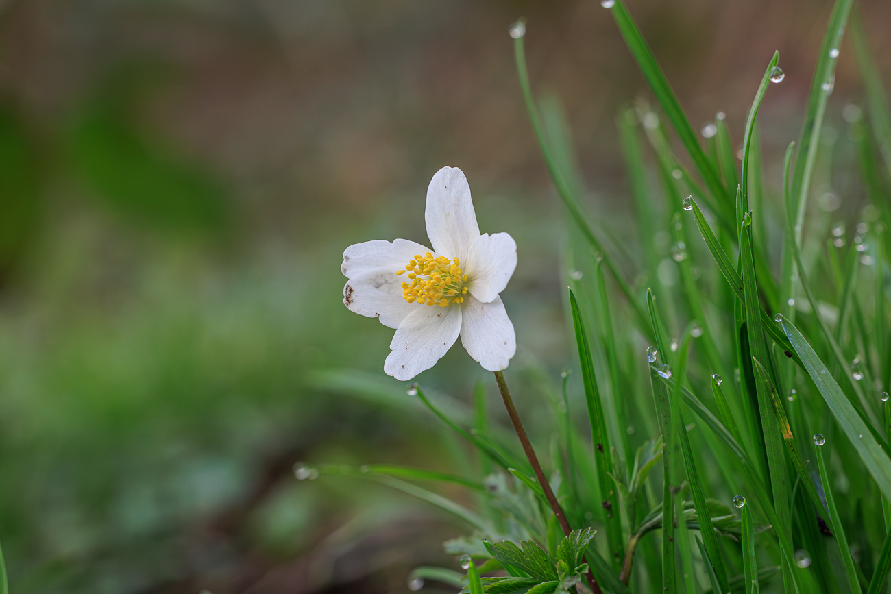 Buschwindr&ouml;schen [Anemonoides nemorosa]