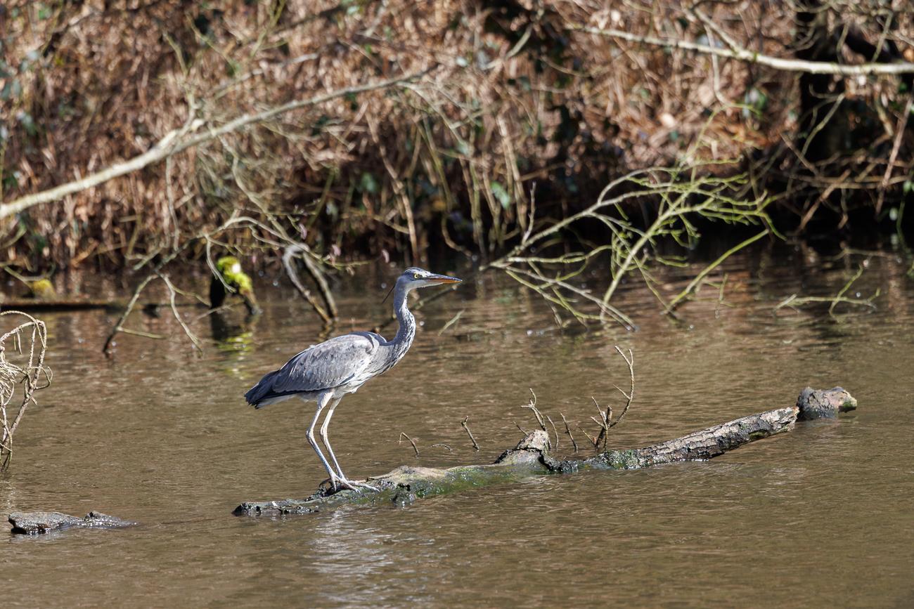 Graureiher [Ardea cinerea]