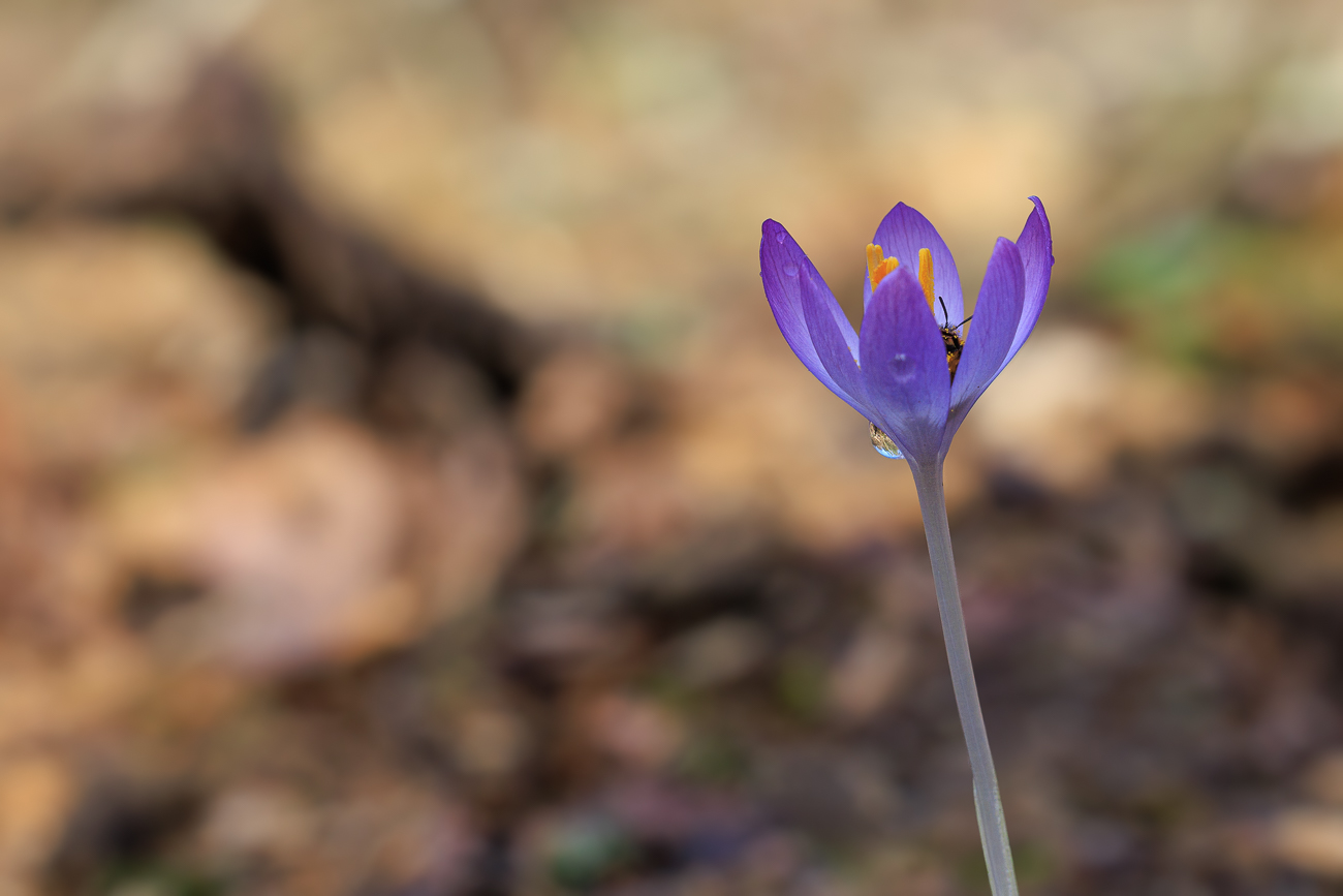 Dalmatiner Krokus [Crocus tommasinianus] mit Gast