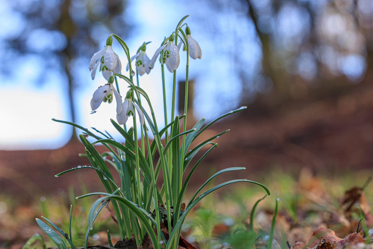Echtes Schneegl&ouml;ckchen [Galanthus nivalis]