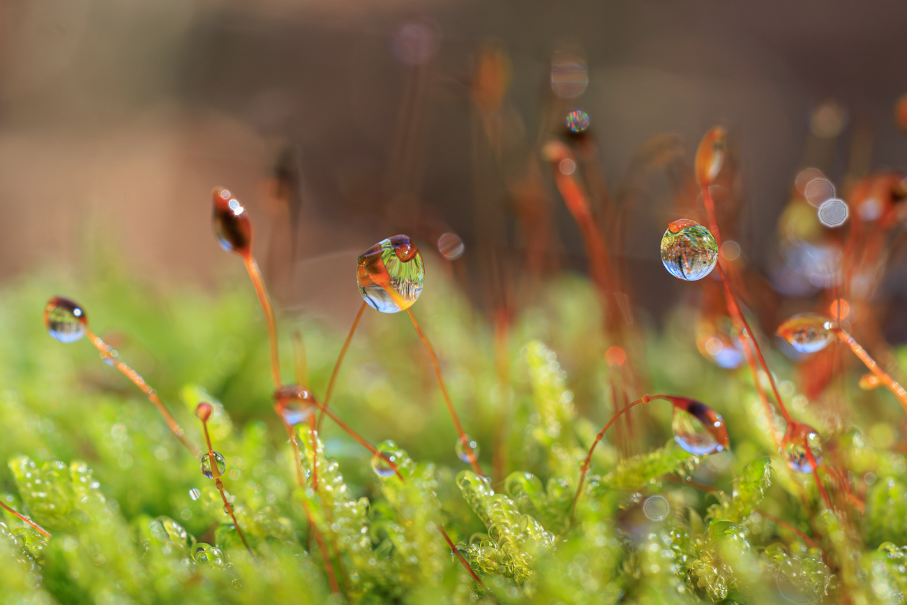 Moos-Sporophyten mit Wassertropfen
