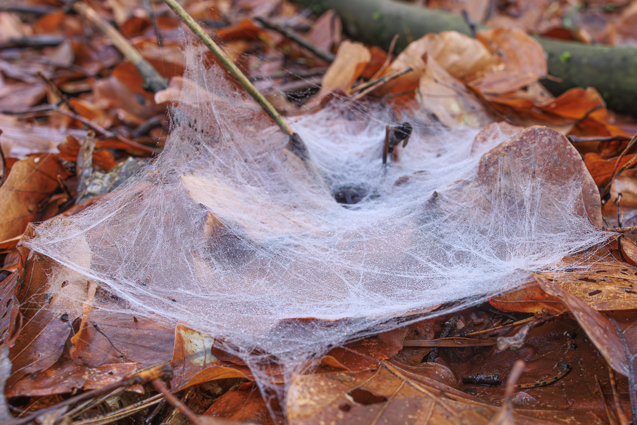 &Uuml;berall im Wald findet man solche Spinnennetze. Lt. Internet k&ouml;nnte es die Gew&ouml;hnliche Bodentrichterspinne (Agelena gracilens oder A. labyrinthica) sein
