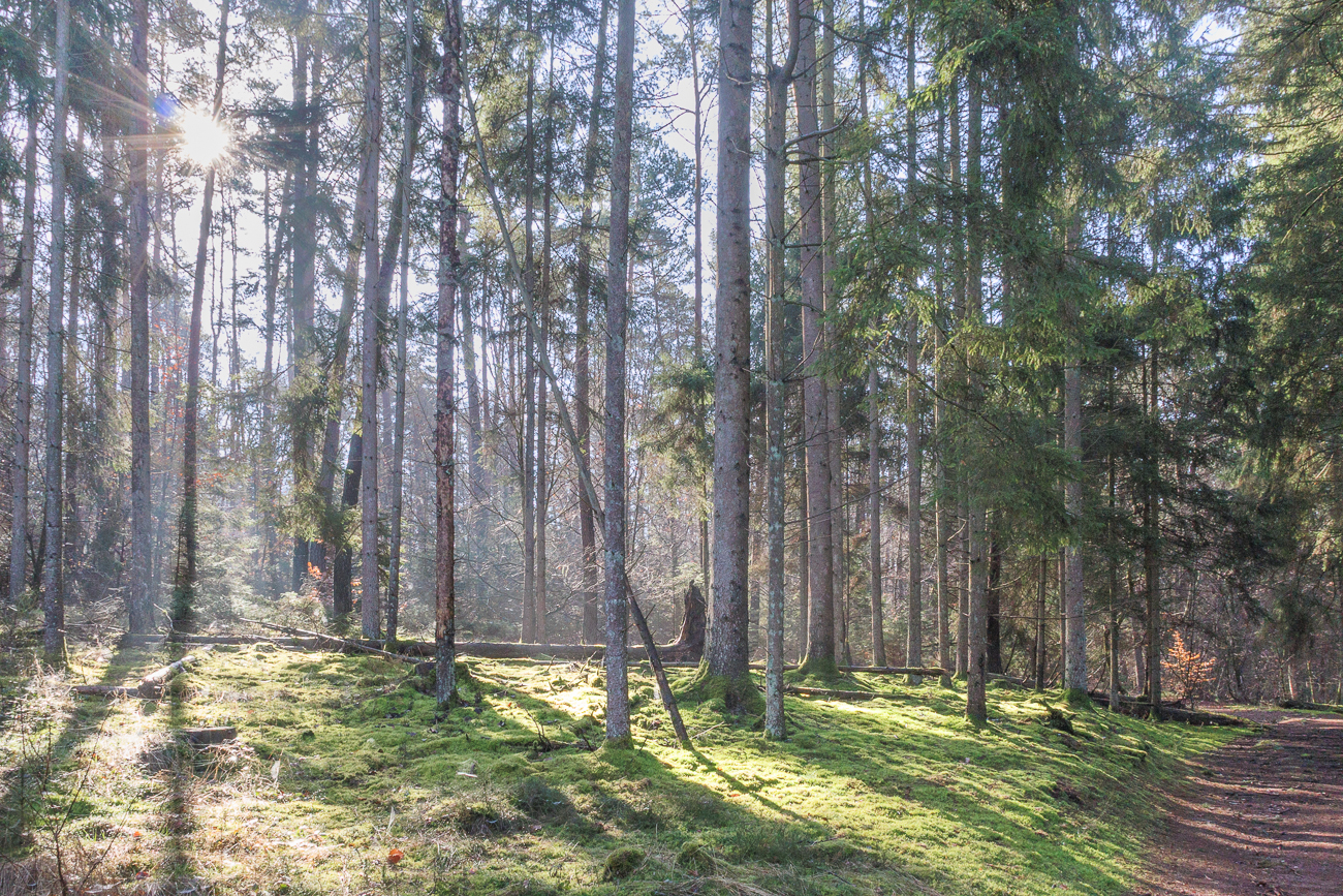 Sch&ouml;nes Streiflicht
