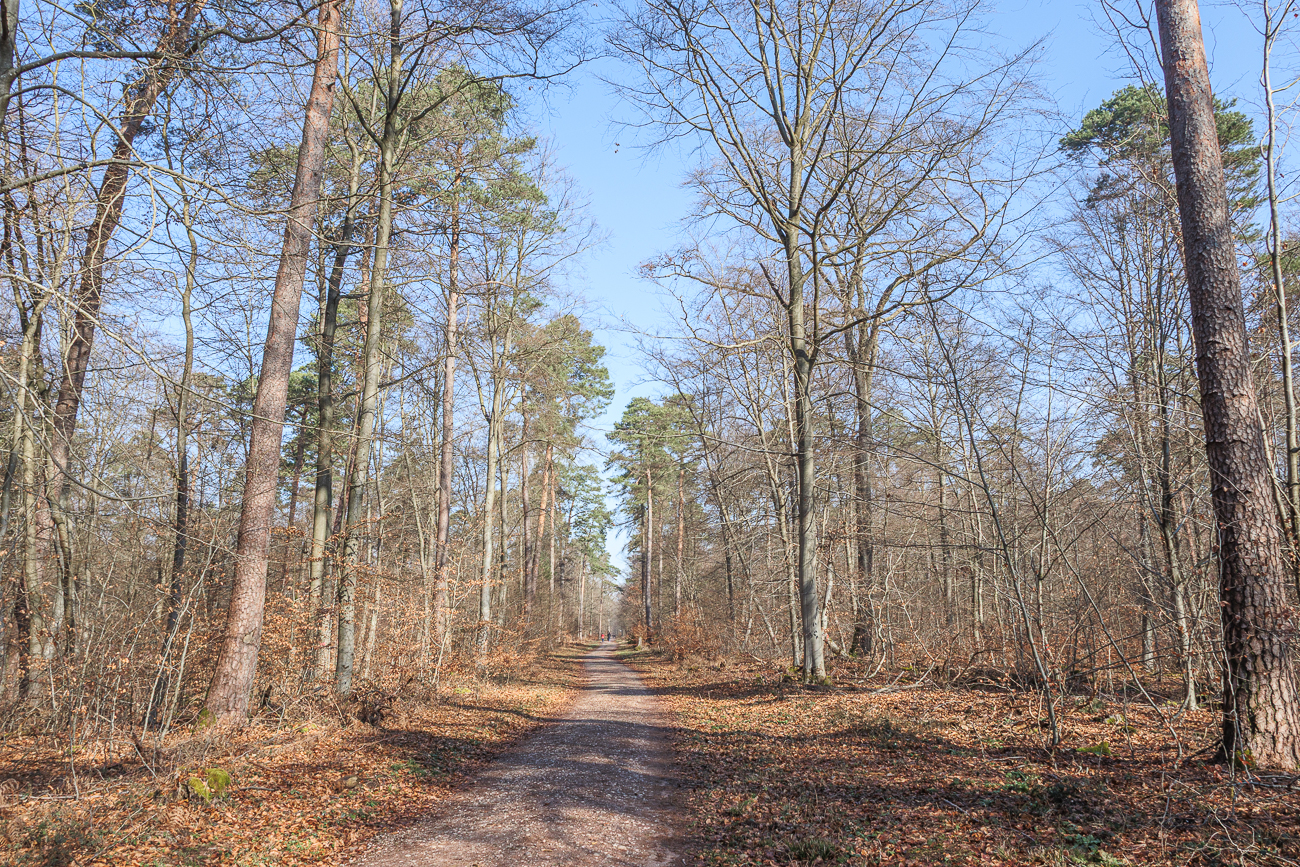 Breiter Waldweg
