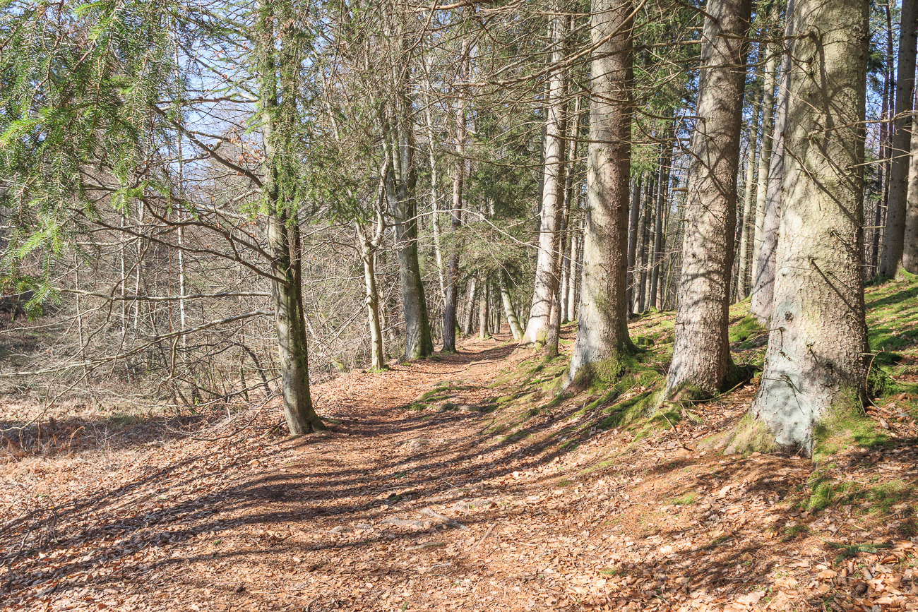 Sch&ouml;ner Waldweg