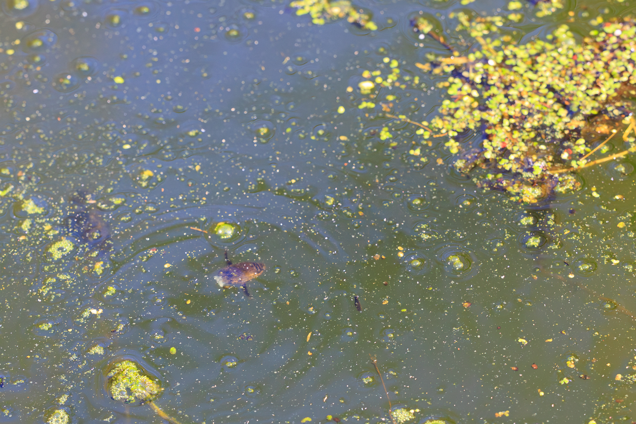 Der Gemeine R&uuml;ckenschwimmer (Notonecta glauca), leider etwas unscharf, ist eine Wasserwanze (Nepomorpha) aus der Familie der R&uuml;ckenschwimmer (Notonectidae). Das besondere Kennzeichen dieser Art wie auch der weiteren Vertreter der R&uuml;ckenschwimmer ist, dass sie stets mit der Bauchseite nach oben schwimmen. Diese auff&auml;llige Schwimmposition resultiert aus dem bauchseits am Hinterleib mitgef&uuml;hrten Luftvorrat. 