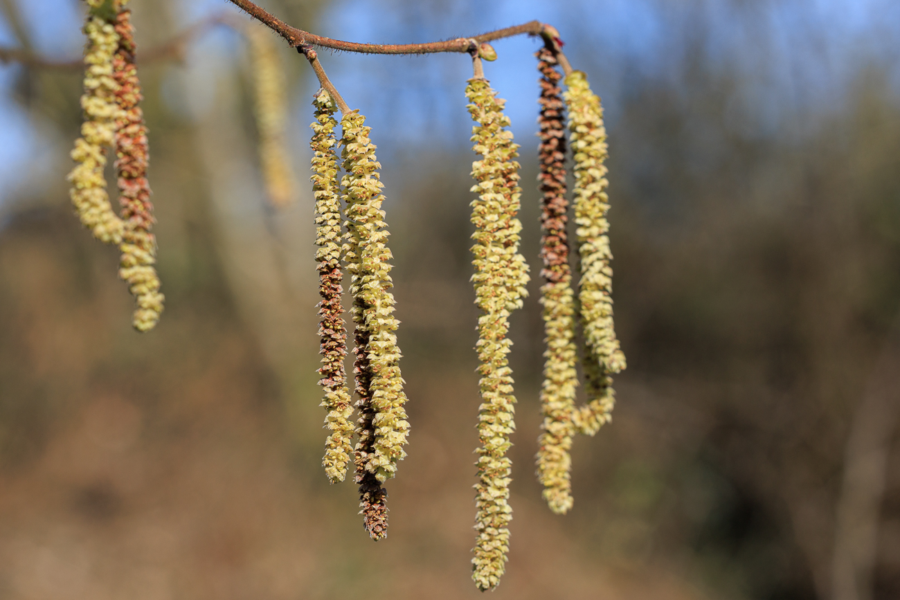 Mein Feind im Fr&uuml;hjahr, der Hasel [Corylus avellana]