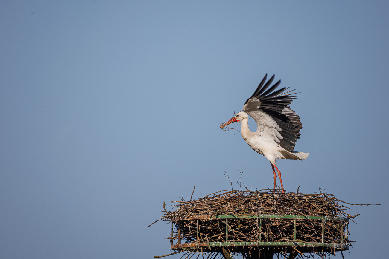 Endlich im Nest