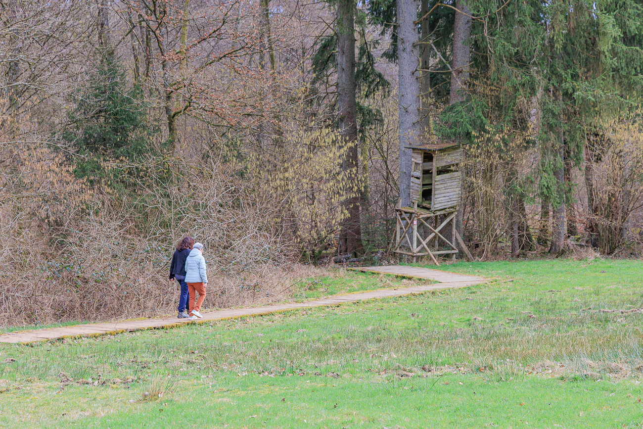Wieder auf einem Holzweg