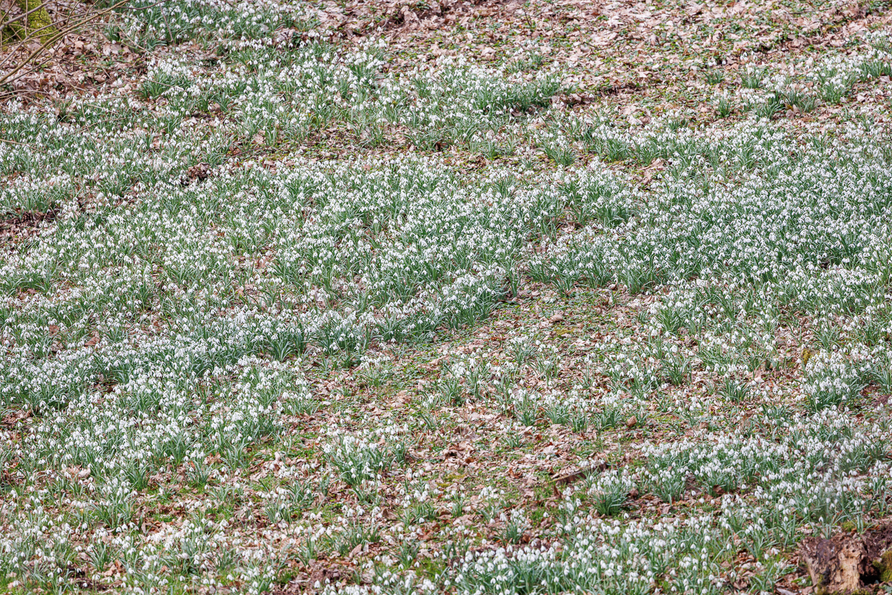Massenhaft Schneegl&ouml;ckchen