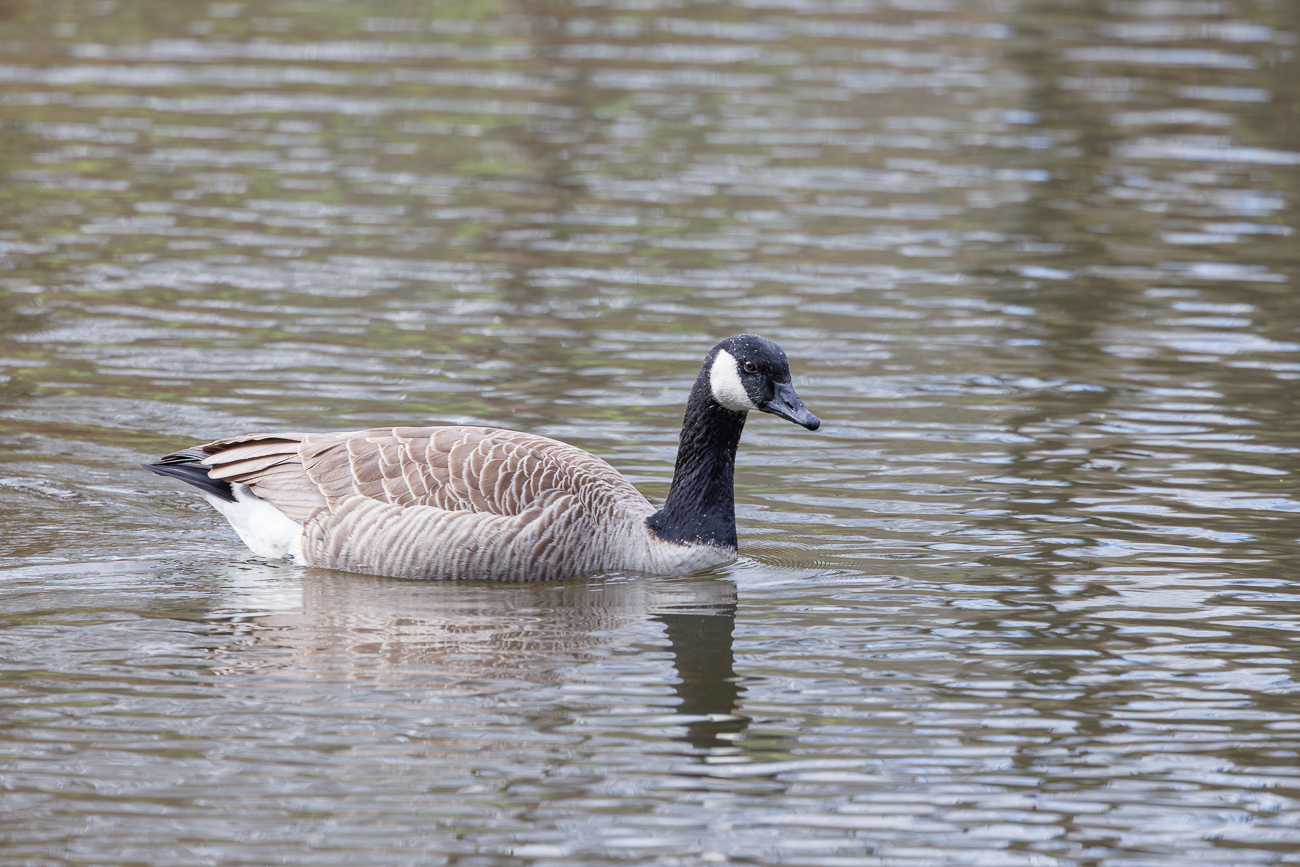Kanadagans im Teich des Fischereiverein Theley e. V.
