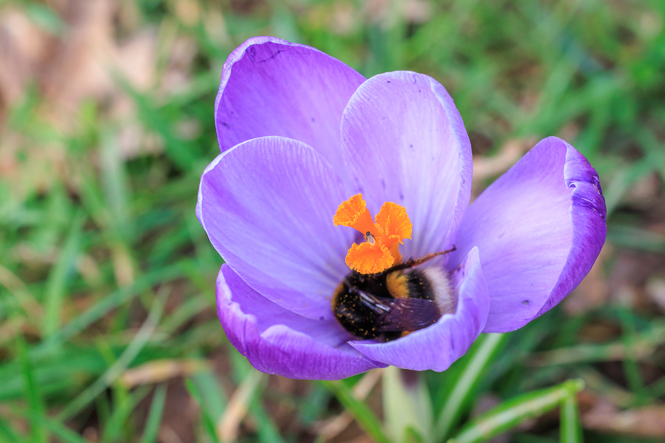 Fr&uuml;hlings-Krokus [Crocus vernus] mit Hummel