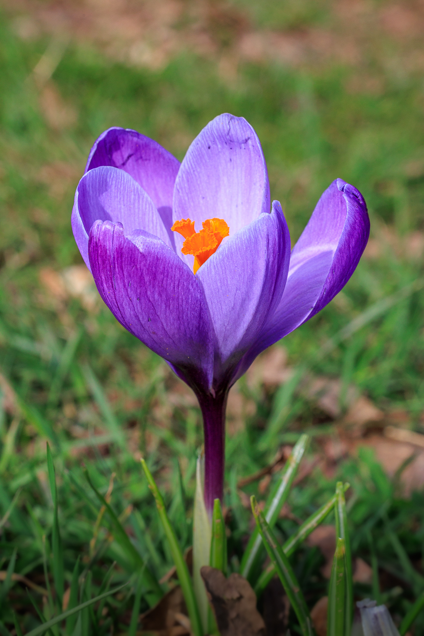 Fr&uuml;hlings-Krokus [Crocus vernus]