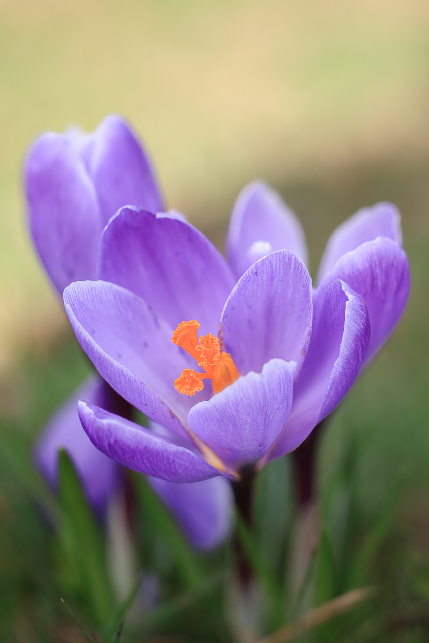 Fr&uuml;hlings-Krokus [Crocus vernus]