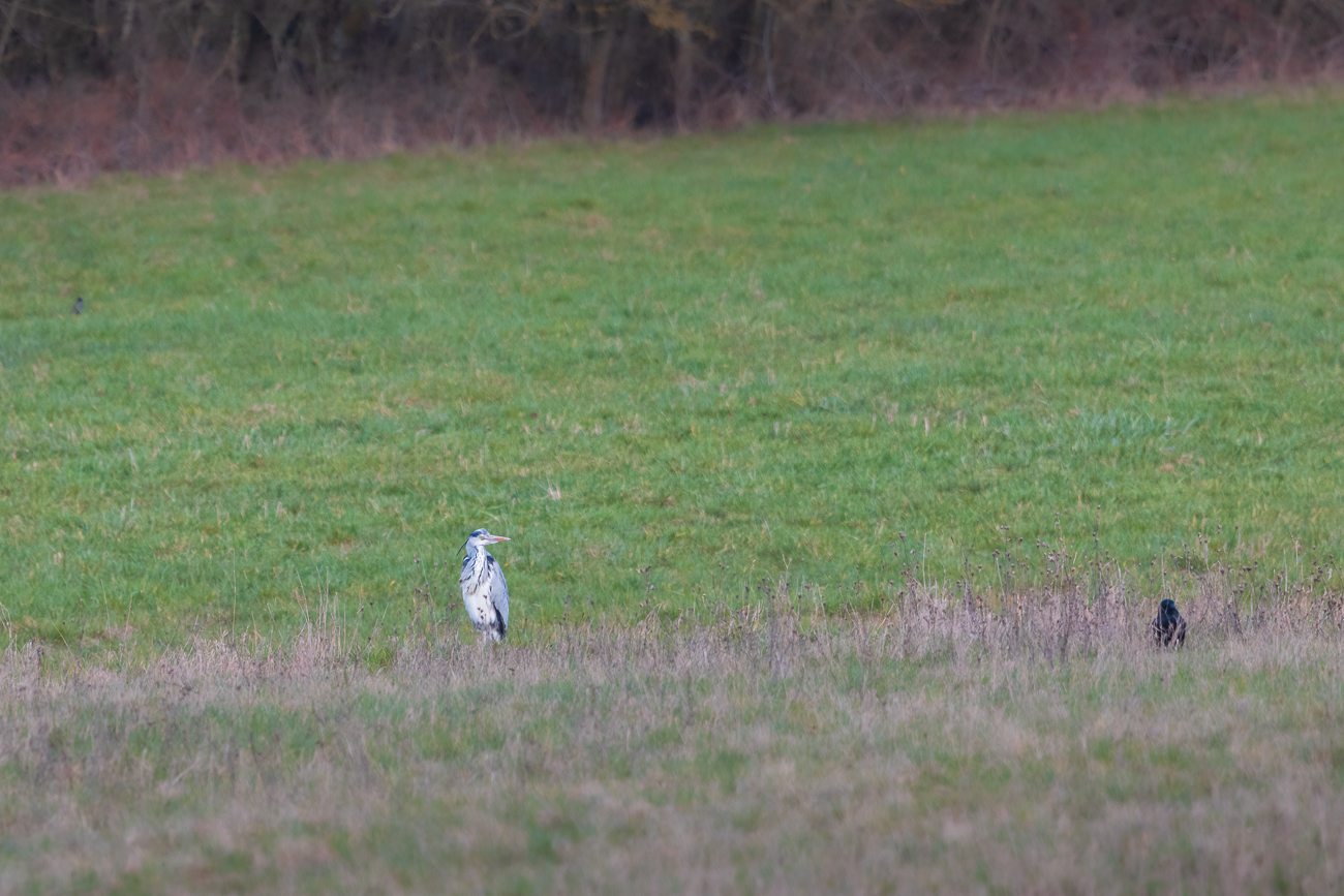 Graureiher [Ardea cinerea]