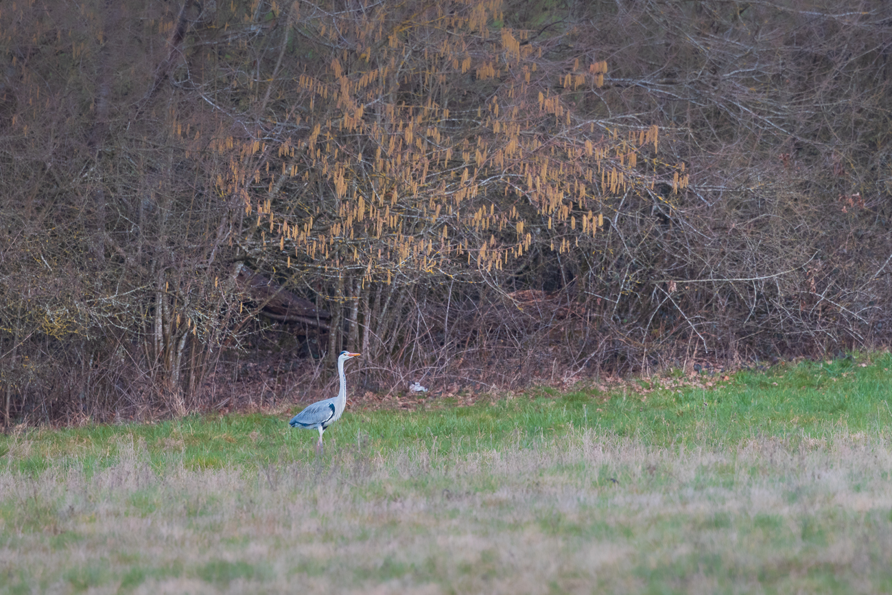 Graureiher [Ardea cinerea]