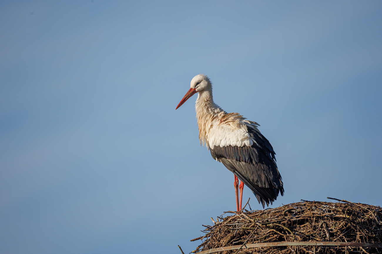 Wei&szlig;storch [Ciconia ciconia]