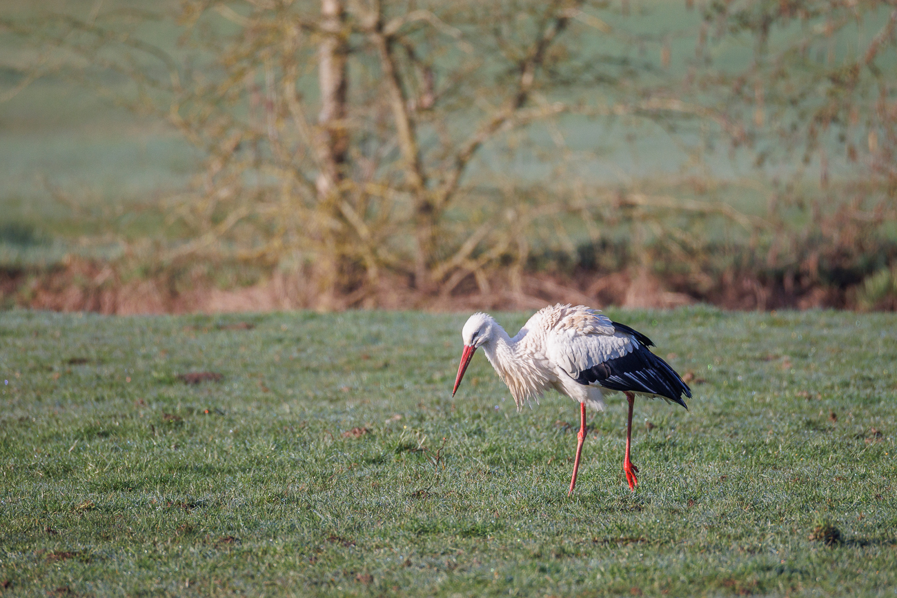 Wei&szlig;storch auf Futtersuche