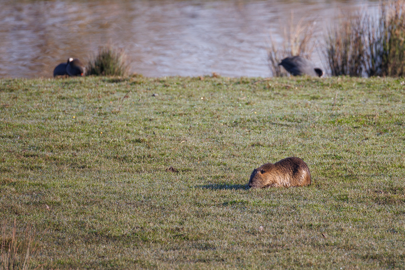 Nutria [Myocastor coypus]