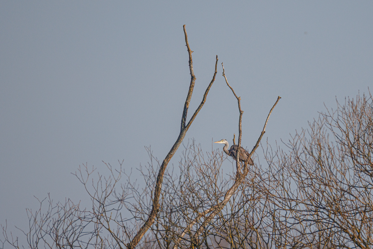 Graureiher [Ardea cinerea]