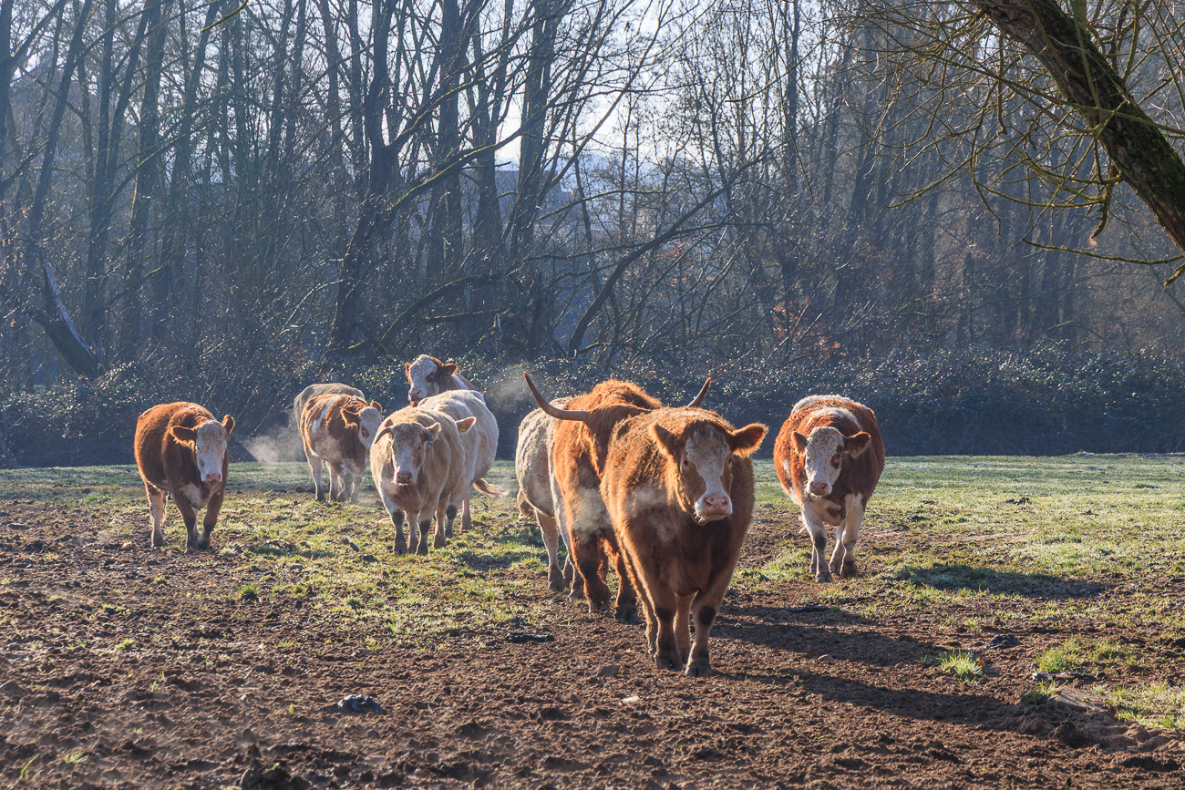 Rinderherde auf der Weide