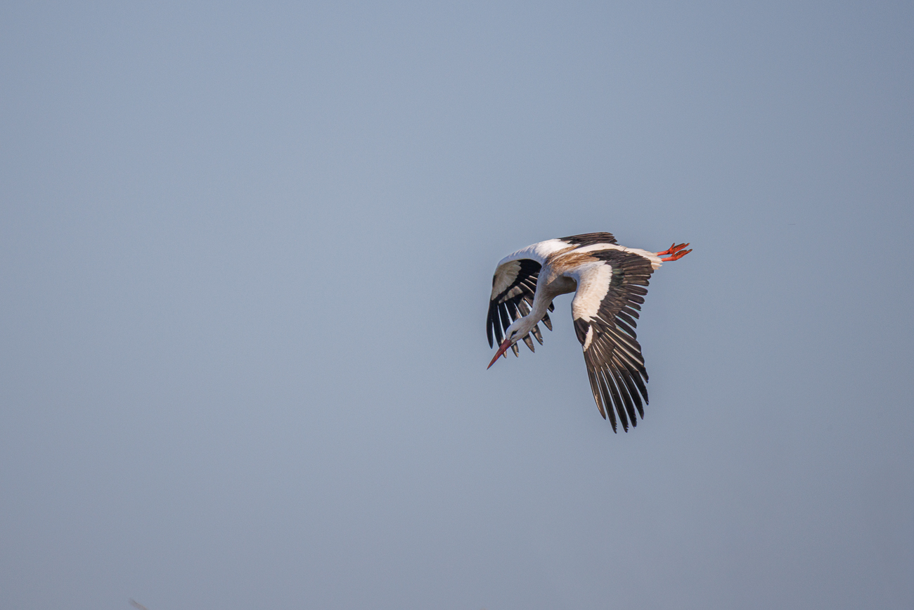 Flug vom Nest ...