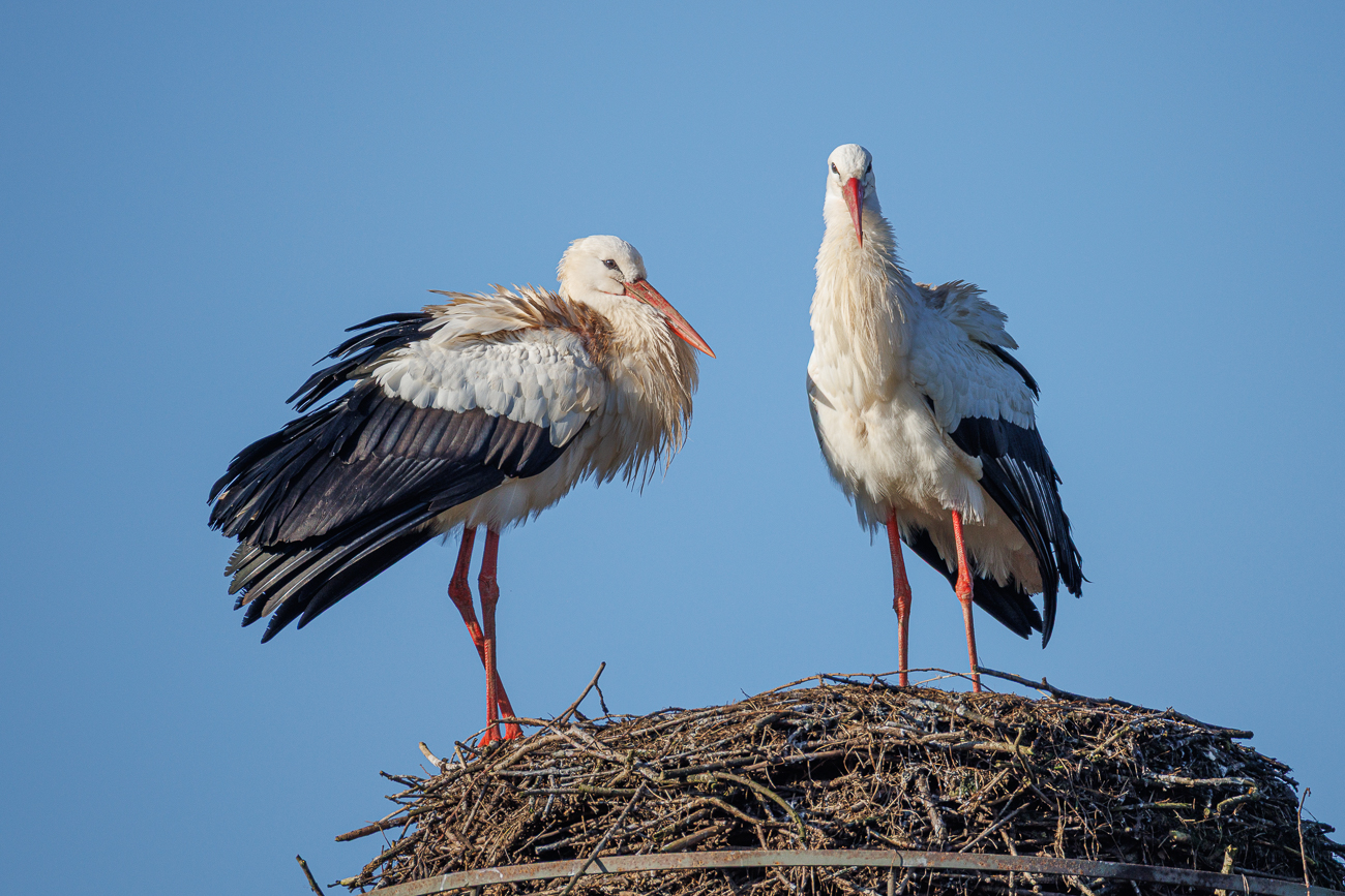 Addi ist anscheinend nicht mehr aus dem S&uuml;den zur&uuml;ck gekommen. Sein Nest ist von zwei unberingten Fremdst&ouml;rchen besetzt :-(