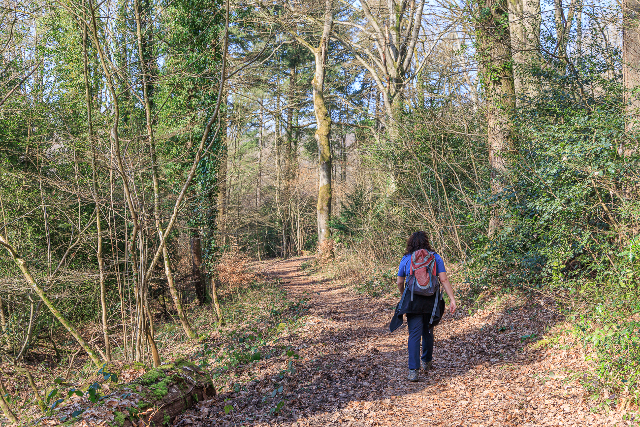 Sch&ouml;ner Waldweg und endlich eben ;-)