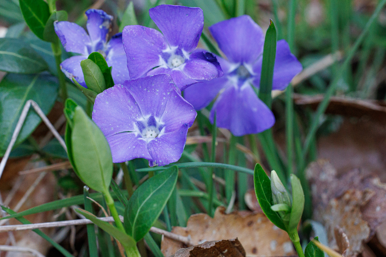 Kleines Immergr&uuml;n [Vinca minor]