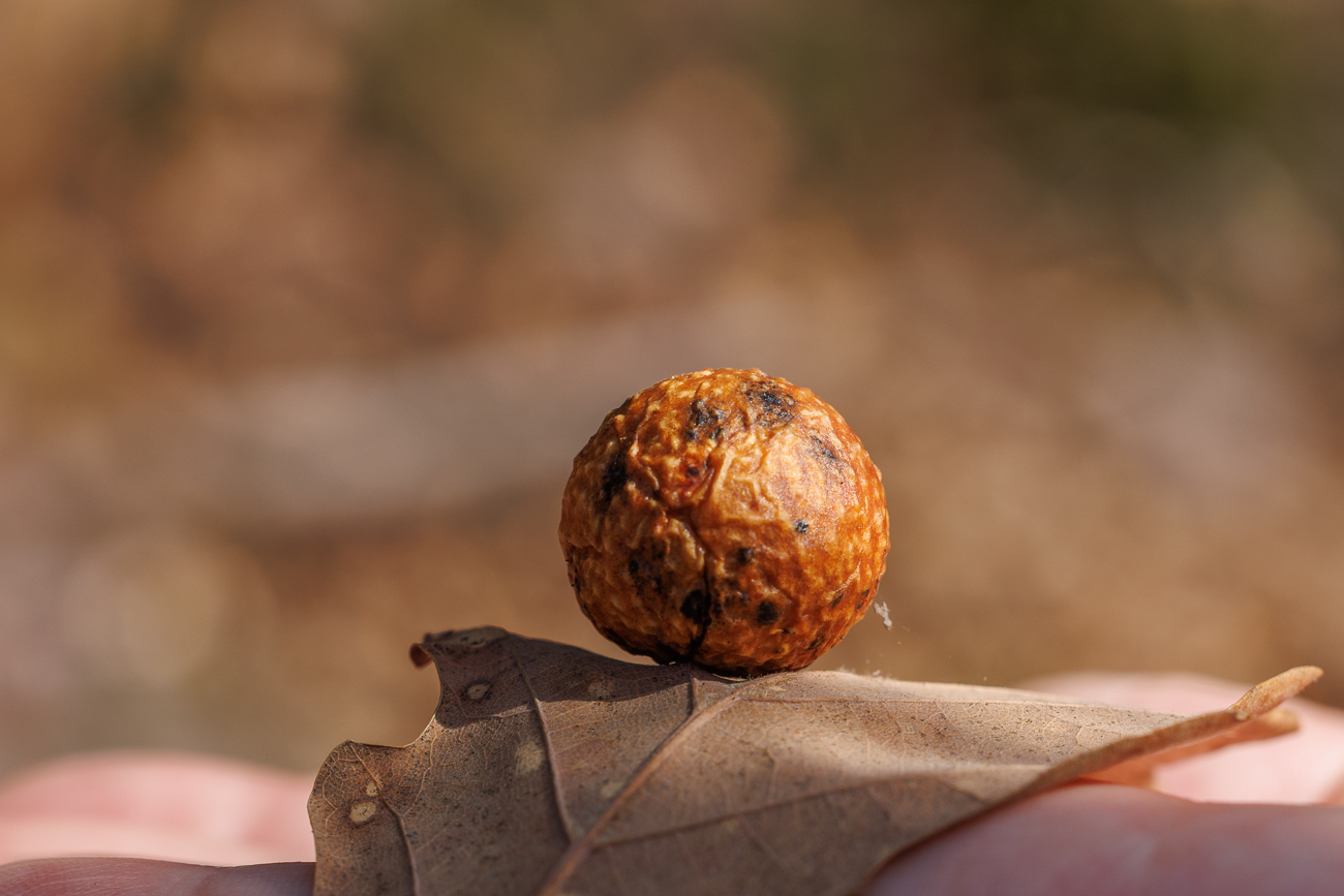 Gallapfel einer Gallwespe auf einem Eichenblatt