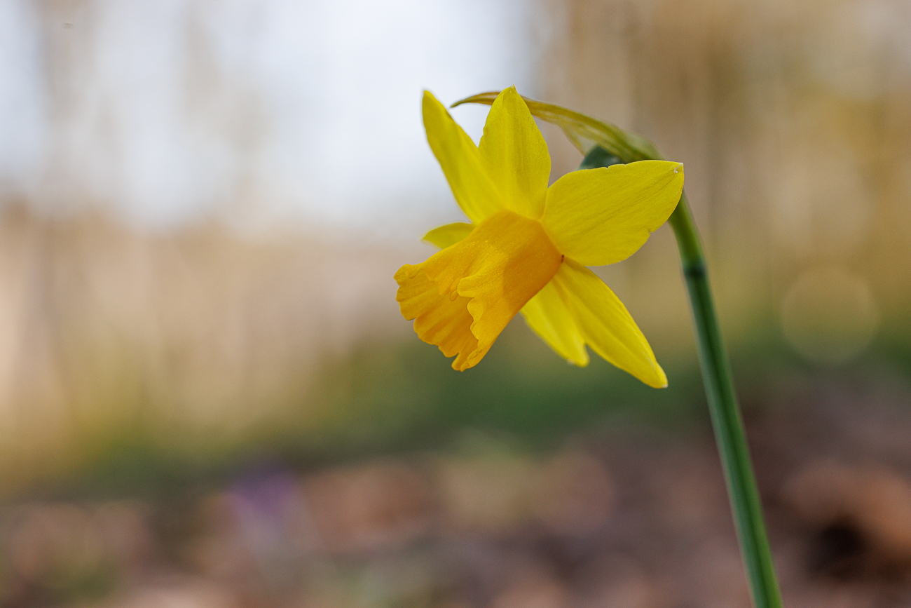 Kleine Narzisse [Narcissus minor]