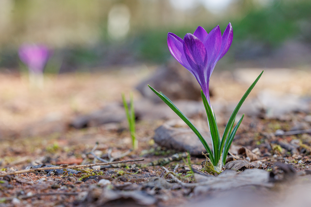 Dalmatiner Krokus [Crocus tommasinianus]