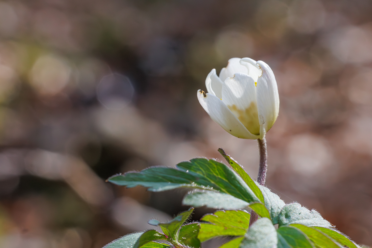 Buschwindr&ouml;schen [Anemonoides nemorosa]