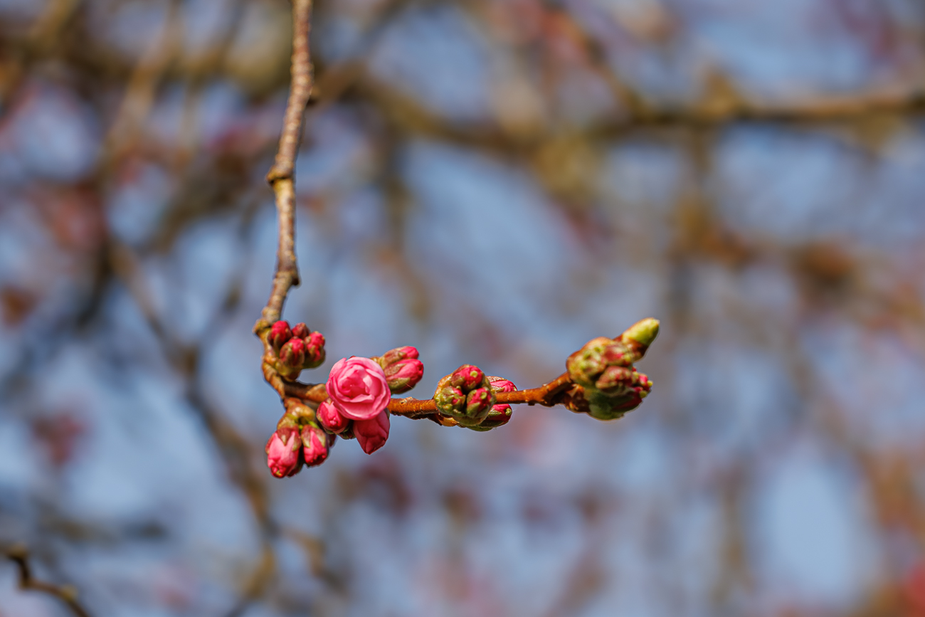 Kirschbl&uuml;te, wahrscheinlich eine Higankirsche