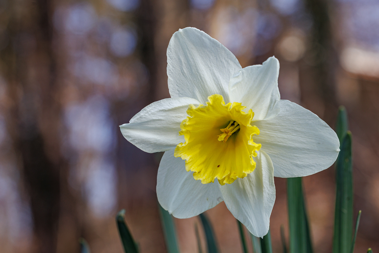 Zweifarbige Narzisse [Narcissus bicolor]