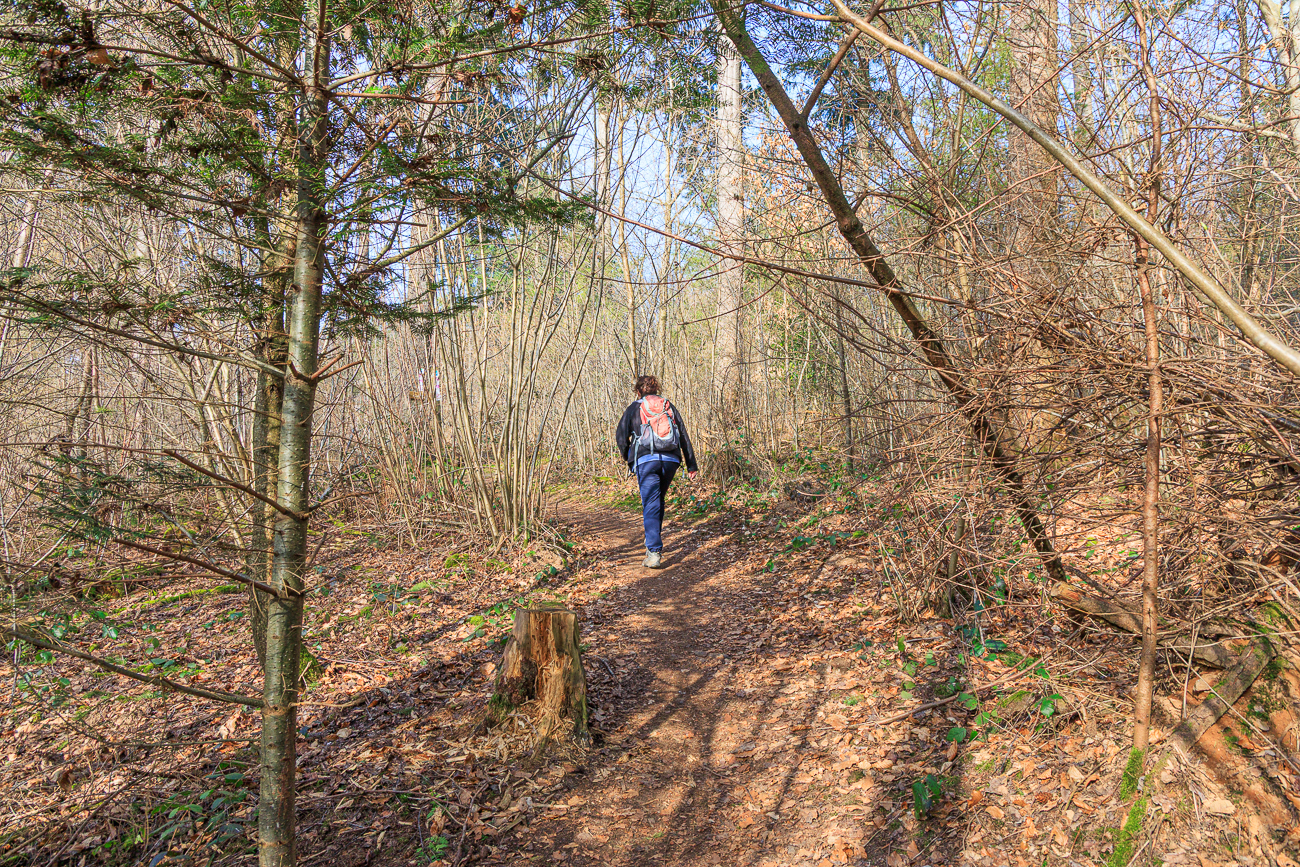 Sonnendurchfluteter Wald